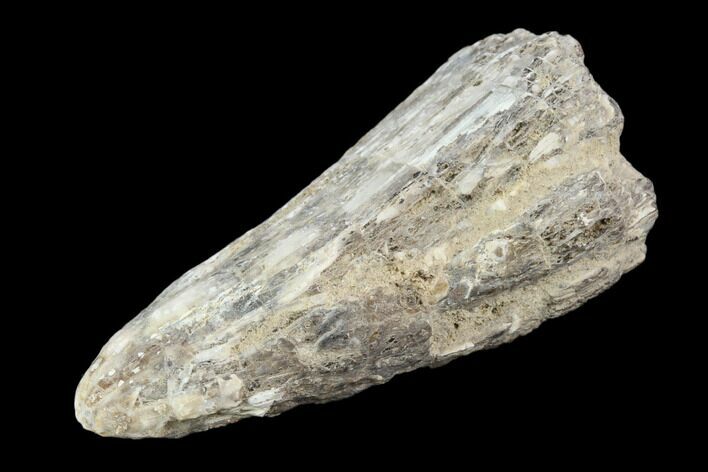 Bargain, Fossil Tyrannosaur Tooth - Aguja Formation, Texas #116633